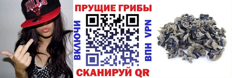 Псилоцибиновые грибы GOLDEN TEACHER  кракен вход  Владимир  купить наркотик 